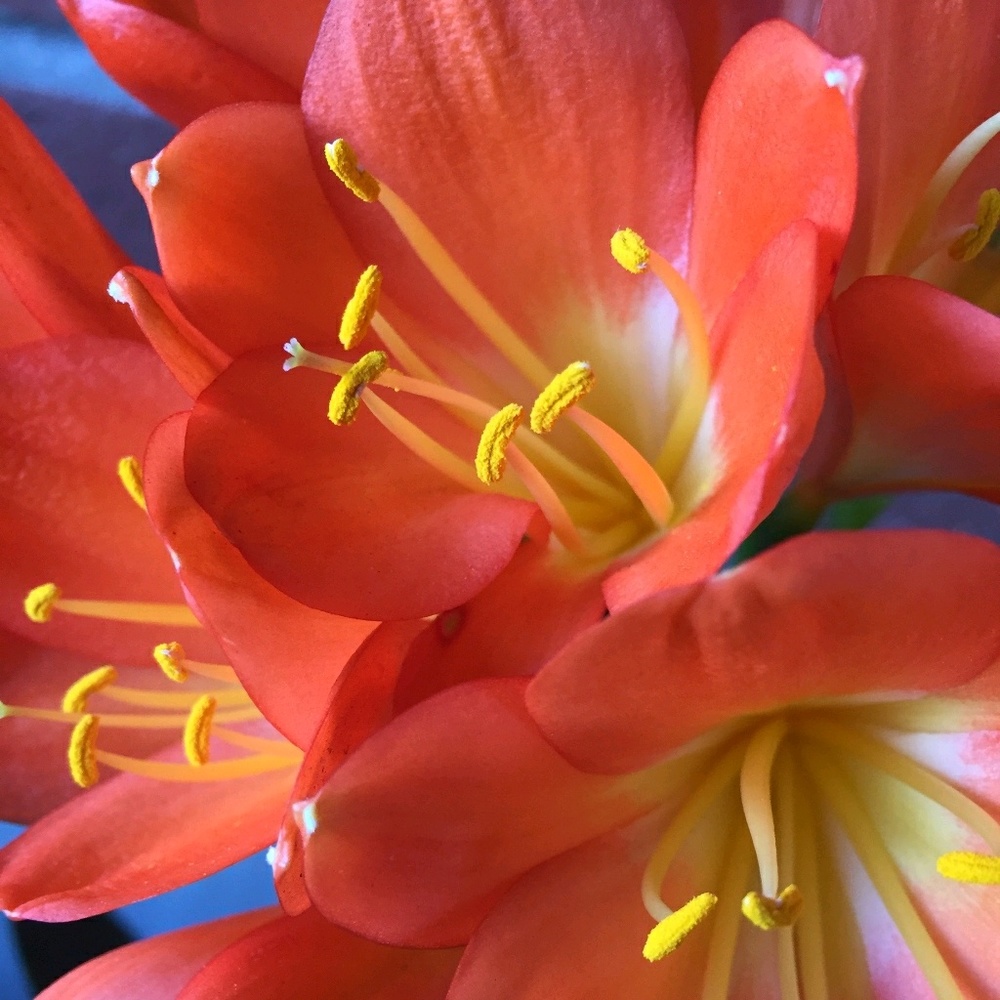 Meet your Posher, Posh